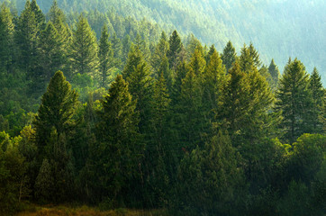 Wall Mural - Pine Forest During Rainstorm Lush Trees