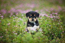 New Border Collie Lab Puppy Outside In A Field Of Purple Flowers