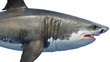 White shark marine predator big, side view, close view. 3D rendering