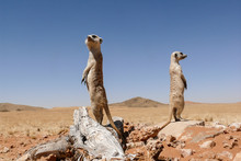 Two Suricates On Outlook Looking Very Watchful