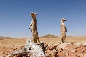 two suricates on outlook looking very watchful