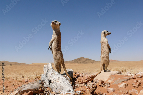 Cuadros en Lienzo two suricates on outlook looking very watchful