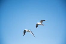 Two Seagulls Flying