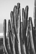 Nature Poster. Cactus. Black And White