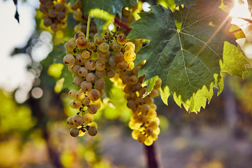  The yellow grapes on a vineyard with sunlight in the background
