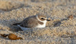 Snowy plover sheltered in sand on a windy day at Carmel River beach, Carmel, California