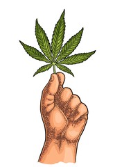 Wall Mural - Male hand holding marijuana leaf. Engraving vintage color vector illustration.