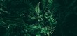 Leinwandbild Motiv Tropical green leaf in dark tone.