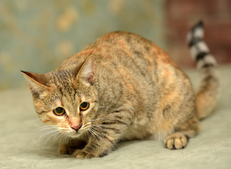 playful striped with gray and red cat