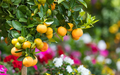 Wall Mural - Branch with citrus and green leaves growing on street of Capri, Italy. Photo taken with shallow depth of field