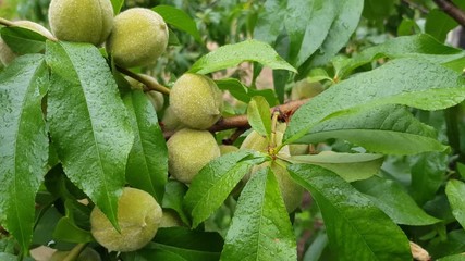 Wall Mural - young green peaches are ripening on a branch. Fruit growing on the farm