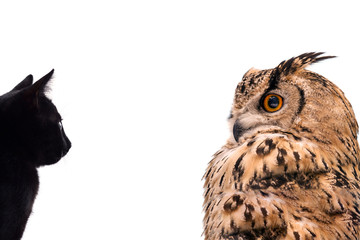 Wall Mural - A horned owl and a black cat look at each other. Isolated on white background.