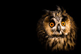 Fototapeta Zwierzęta - portrait of an owl