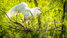 Nesting Egrets Of South Carolina