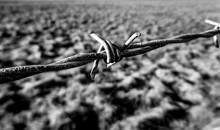Barbed Wire Isolated On White Background