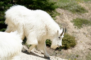 White Mountain Goat in Banff National Park