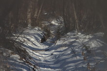Creek Under Snow