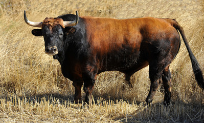 toro bravo en españa