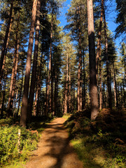 walking through the beautiful pine trees on a bright summer morning at Sherwood Forest, Nottinghamshire, UK