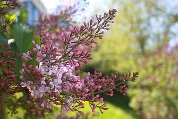 A branch of violet lilac with green leaves on green background.