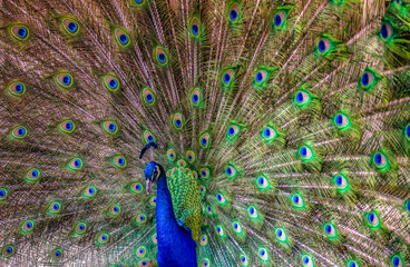 Grand Peacock