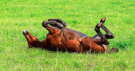 horse on the green grass