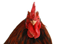 Head Of A Rooster Closeup On A White Background.