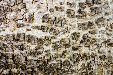 Old bark pattern, white color, background