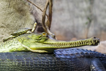 Gharial Indian Crocodile Having A Rest In The Water And Turtle Resting On A Gharial Head
