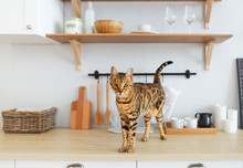 Bengal Cat On White Kitchen Table  With The Plant
