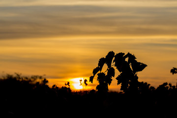 Autumn grapes with red leaves, the vine at sunset is reddish yellow