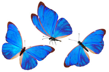 Wall Mural - tropical blue butterfly in three versions. isolated on white background