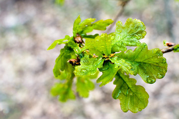 The beautiful spring oak tree branch with rain drops, background