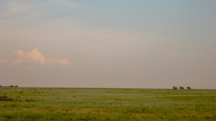 Wall Mural - Gray-blue sky with clouds converging on the horizon with a green field