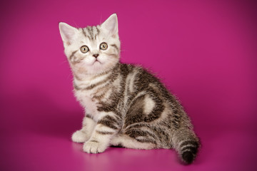 Scottish straight shorthair cat on colored backgrounds