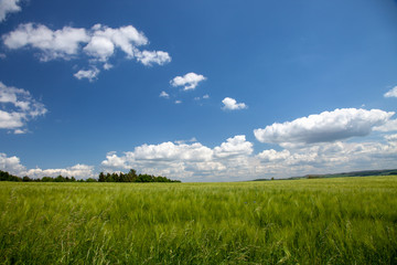 Wall Mural - Wheat field in Germany on a nice summer day