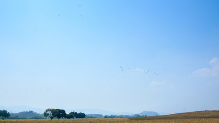 Poster - Dry grass field in summer season and sky