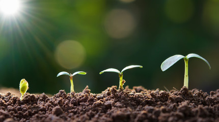 young plant growing step in garden with sunlight. eco concept