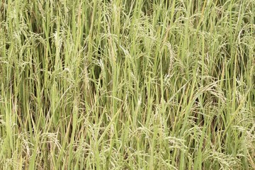 Spikes of rice in field