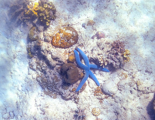 Snorkeling exploring underwater view - beautiful underwater blue colour starfish accompanying with coral reef on the seabed, close up