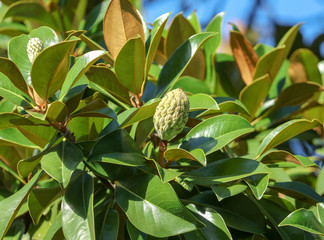 Fruit on a tree in a subtropical climate