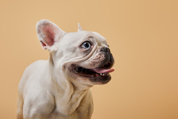 Wall Mural - french bulldog with dark nouse and mouth on beige background