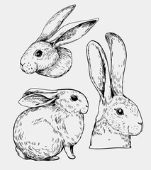 Wall Mural - sketch of hare. vector illustration