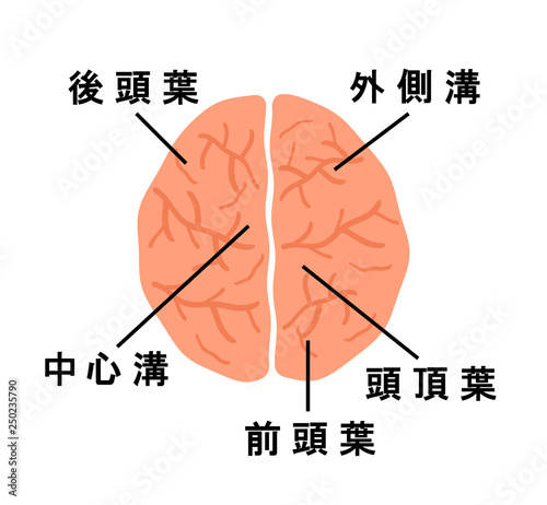 41 Best 頭頂葉 Images Stock Photos Vectors Adobe Stock 41 Best 頭頂葉 Images Stock Photos Vectors Adobe Stock