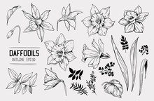 Daffodils Hand Drawn Sketch. Spring Flowers. Vector Illustration