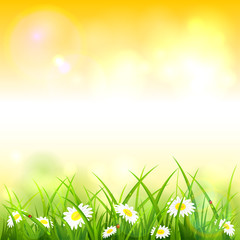 Wall Mural - Orange Spring or Summer Nature Background with Grass and Flowers