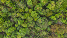 Aerial Top View Forest, Natural Park Background