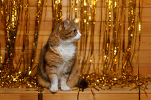Fluffy Cat Sits At Wooden Background With Glitter Garland And Looks Away
