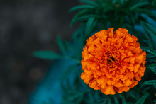 Tender Marigold On Rich Greenery Background With Raindrops. Small Velvet Orange Flower With Dew Drops Close-up. Cute Tagetes With Droplets With Copy Space. Picturesque Garden Lush Flower In Flower Bed