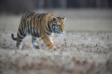 Siberian Tiger (Panthera Tigris Altaica), Runs In A Nearby Meadow, Captive, Moravia, Czech Republic, Europe